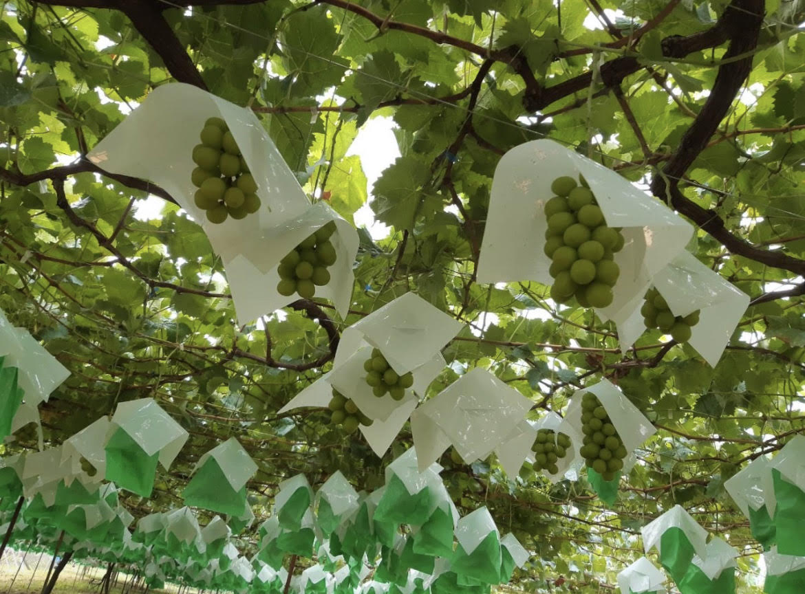 名執さんのシャインマスカット【山梨産】※9月中旬頃より配送