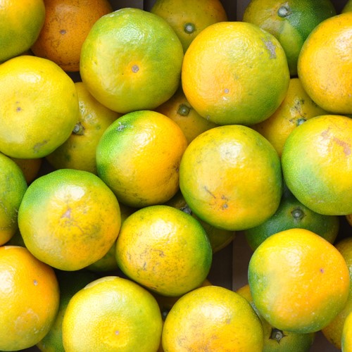 ゆら早生みかん（瀬戸内安芸津産 ） – 【産地直送お取り寄せ通販】トドクヨ