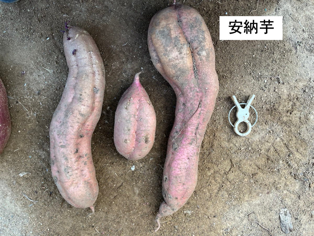 【ご家庭用】大崎上島の紅はるか&安納芋セット