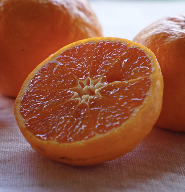 【ラストセール・冷蔵便】訳ありカラマンダリン(愛媛県中島産)