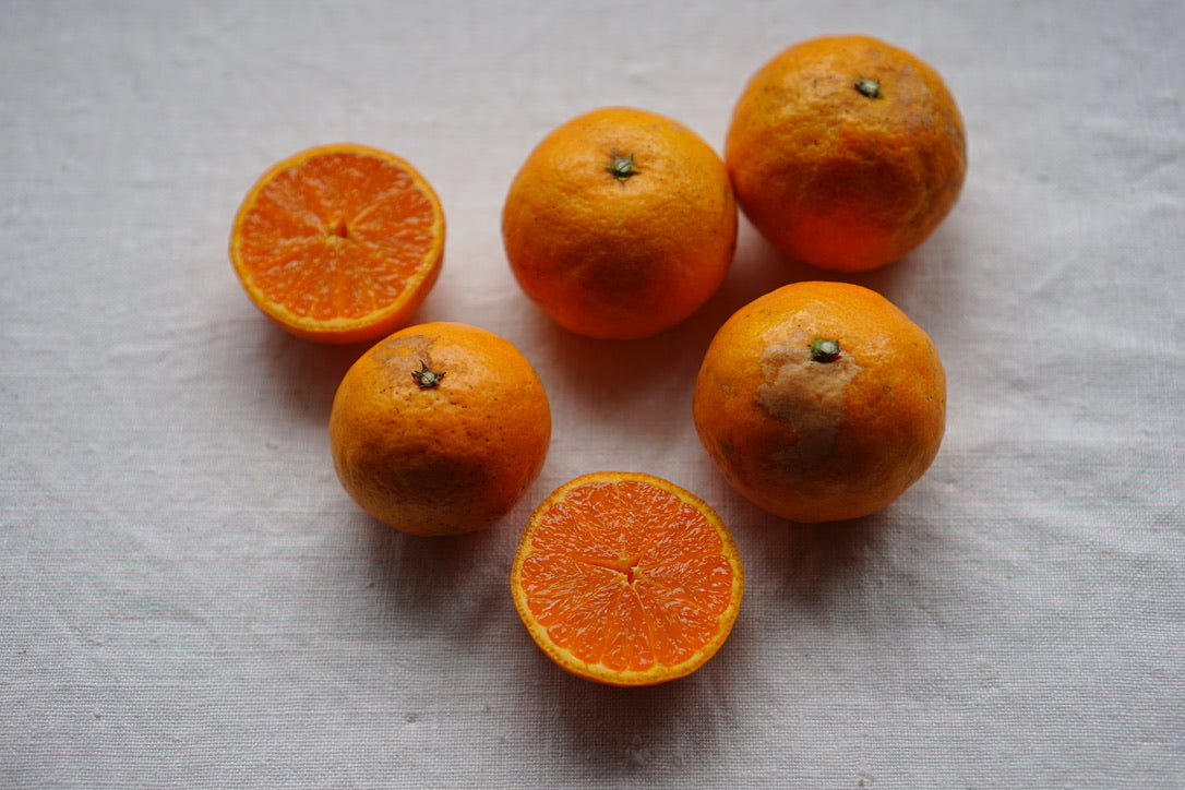 【ラストセール・冷蔵便】訳ありカラマンダリン(愛媛県中島産)