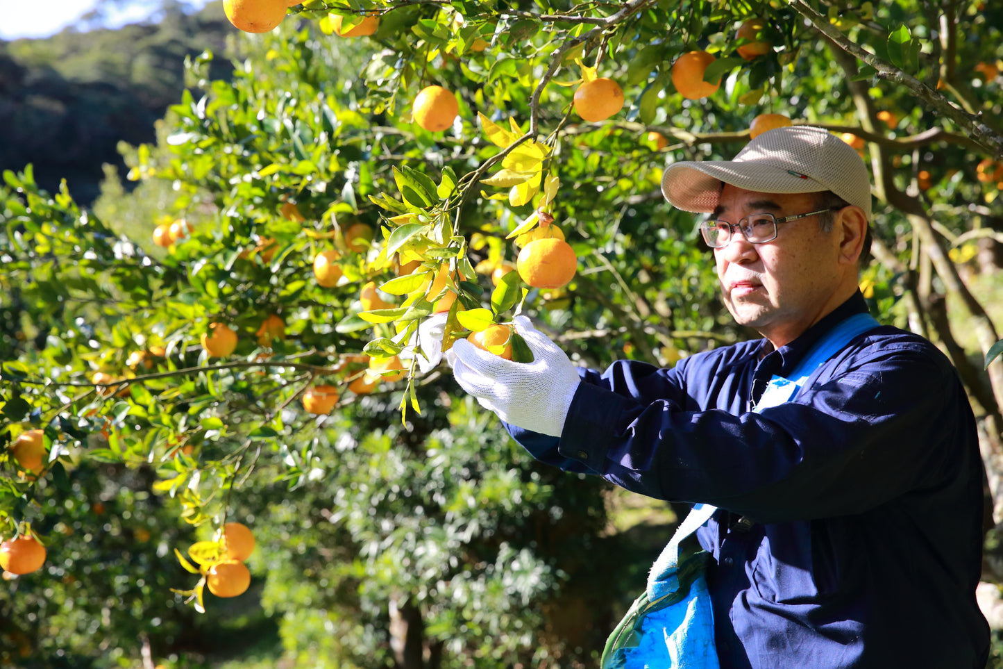 【ご家庭用Sサイズ】卓郎さんのポンカン(種子島)※12月25日頃〜順次配送