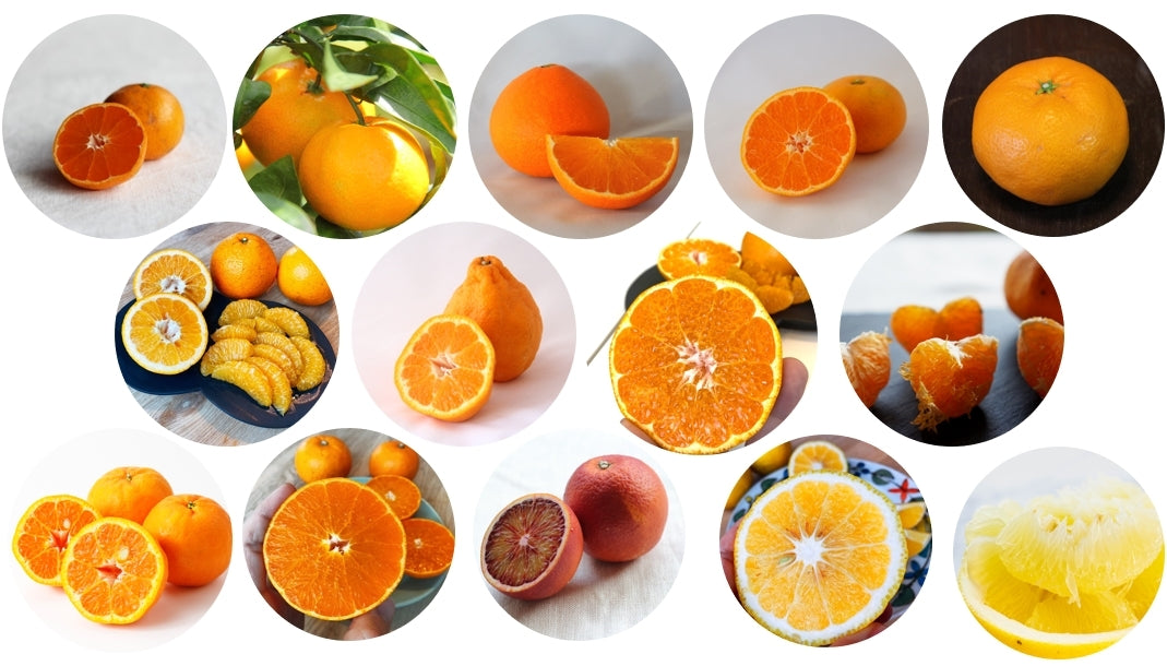 【全4回】愛媛の旬を楽しむ 柑橘食べくらべ便 2kg|12月-3月
