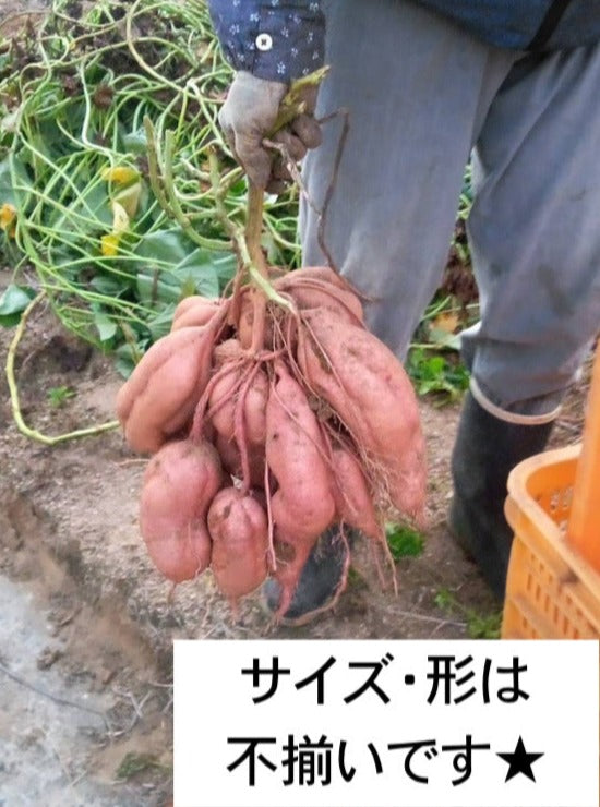 【ご家庭用】大崎上島の紅はるか&安納芋セット