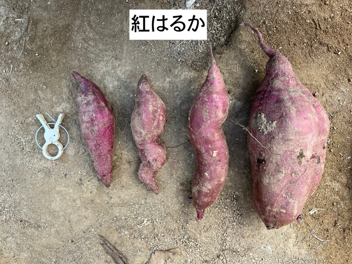 【ご家庭用】大崎上島の紅はるか&安納芋セット
