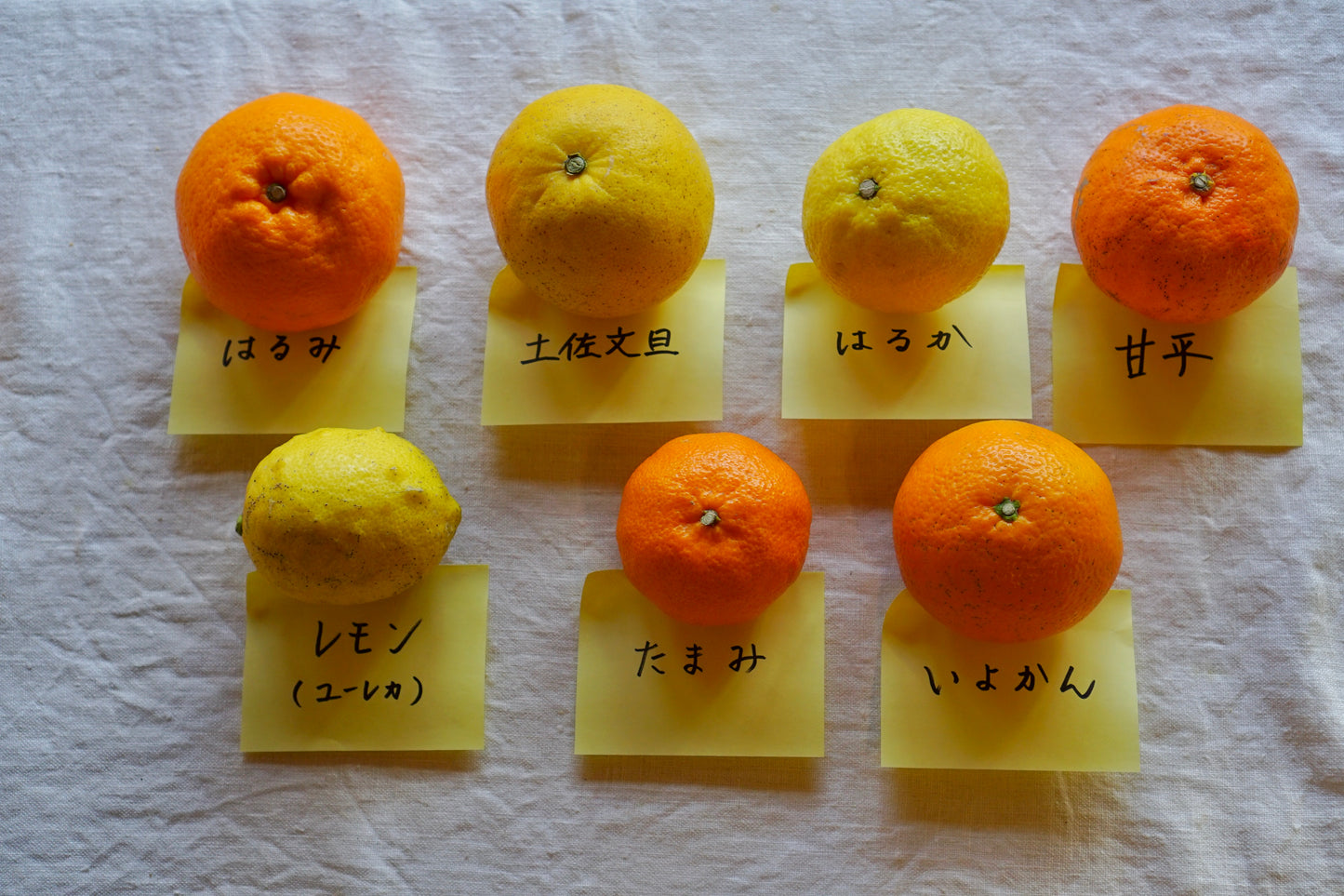 中島の旬のみかんお楽しみセット