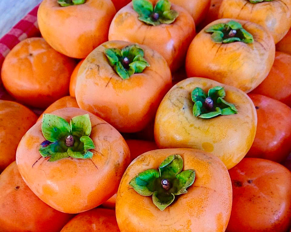 利根早生柿(福島県産)