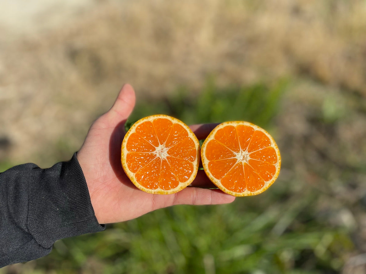大崎上島の早生みかん ※11月中旬頃〜配送開始予定
