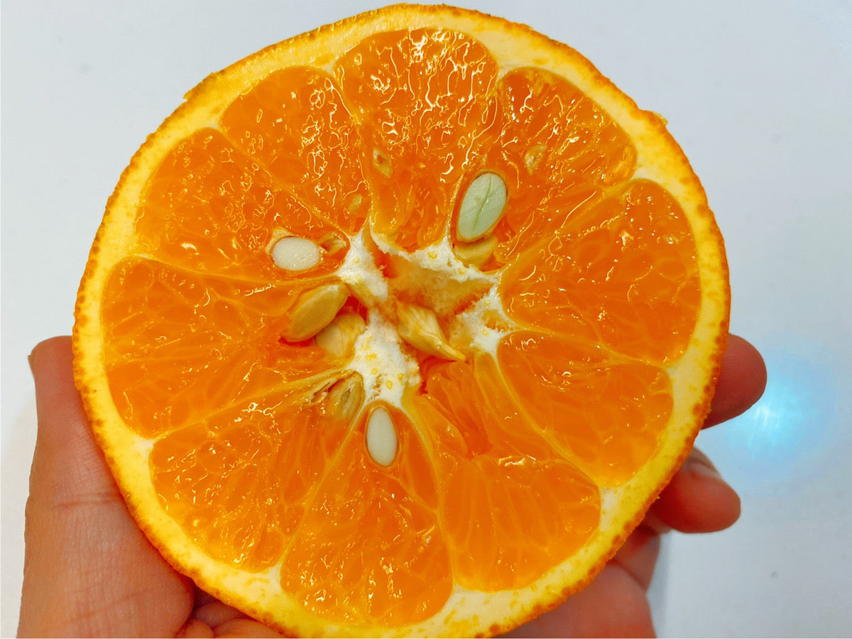 いよかん(L〜3L)愛媛県中島産