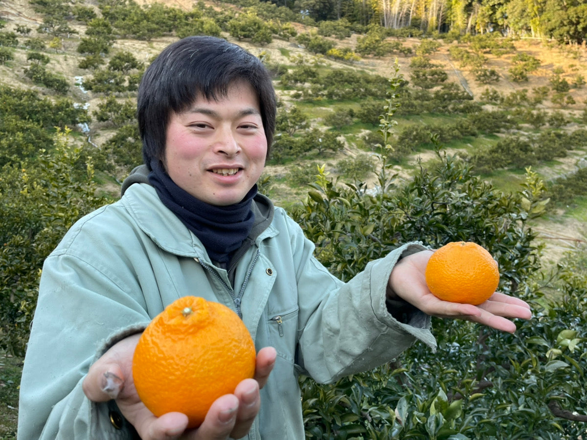 田中さんの不知火(大崎上島産)※3月中旬〜配送開始