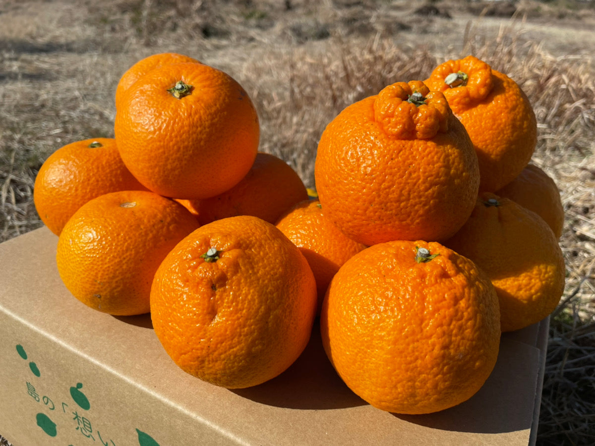 大崎上島の不知火と八朔セット ※3月上旬頃〜