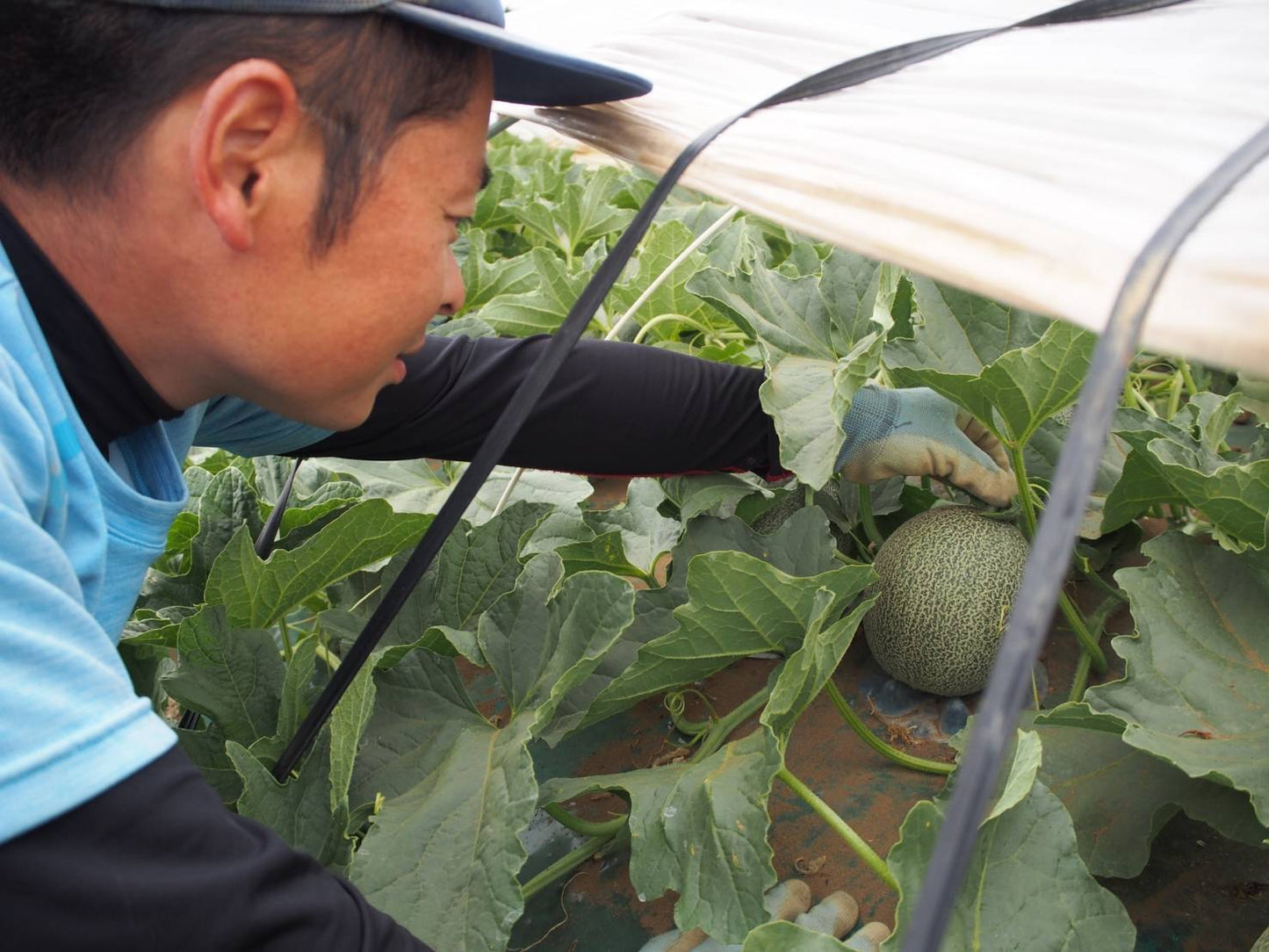 【予約】大玉タカミメロン4L以上(青玉)※6月中旬〜配送開始