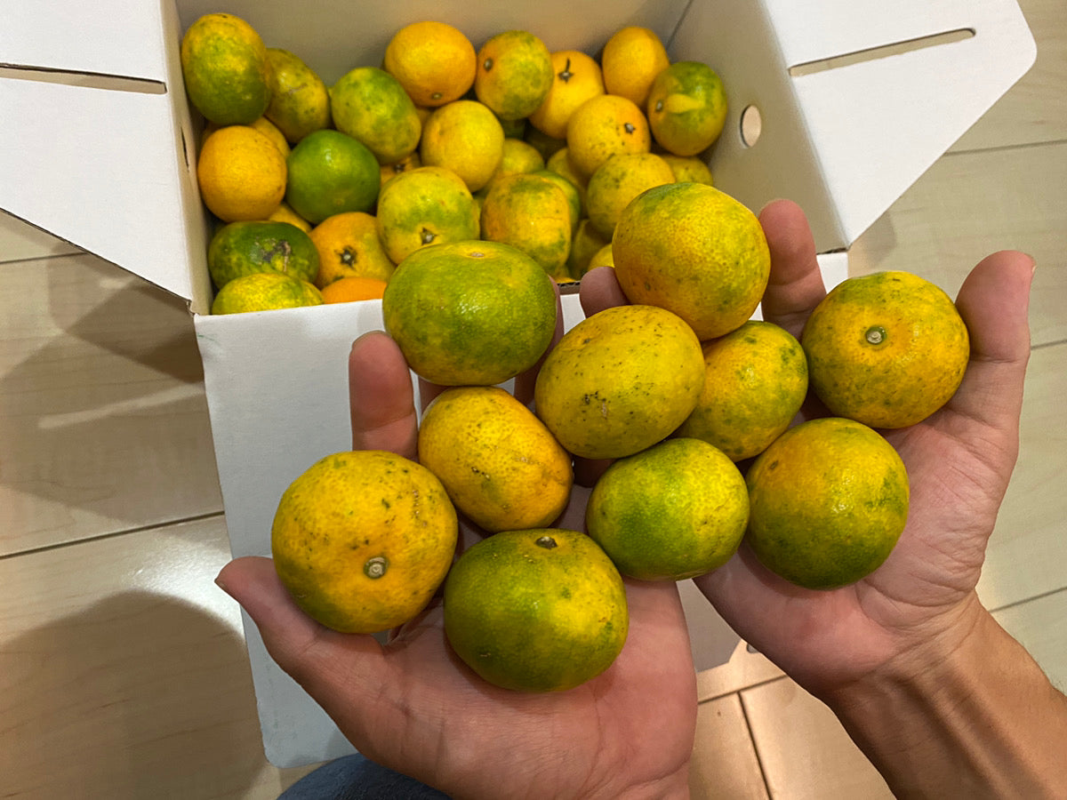 【贈答用】玉津極早生みかん