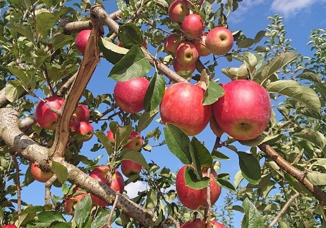 紅玉(りんご)【雹害訳あり】