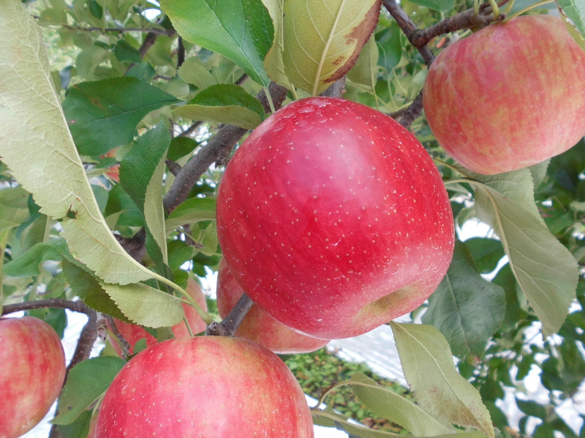 紅玉(りんご)【雹害訳あり】