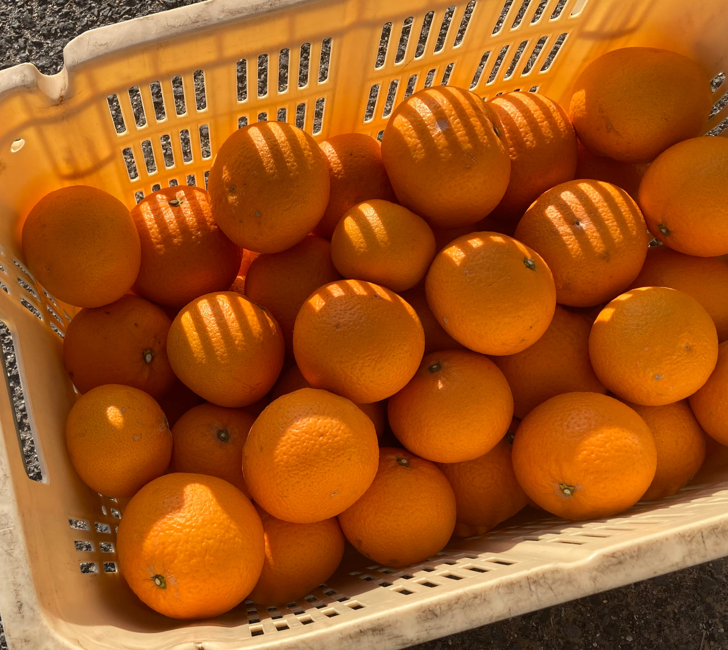 清見(愛媛県中島産)※4月上旬頃から配送開始
