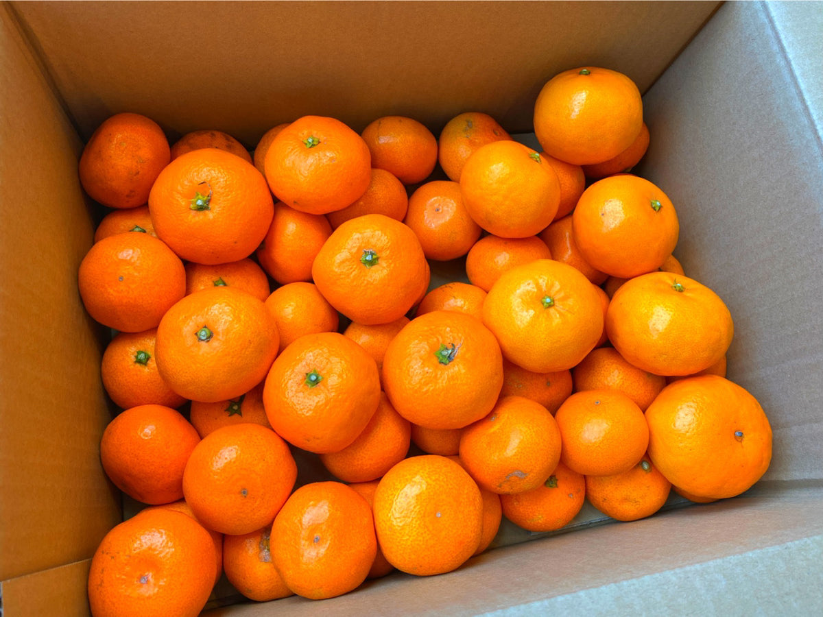 中島の小さいみかん(2S〜3S程度)