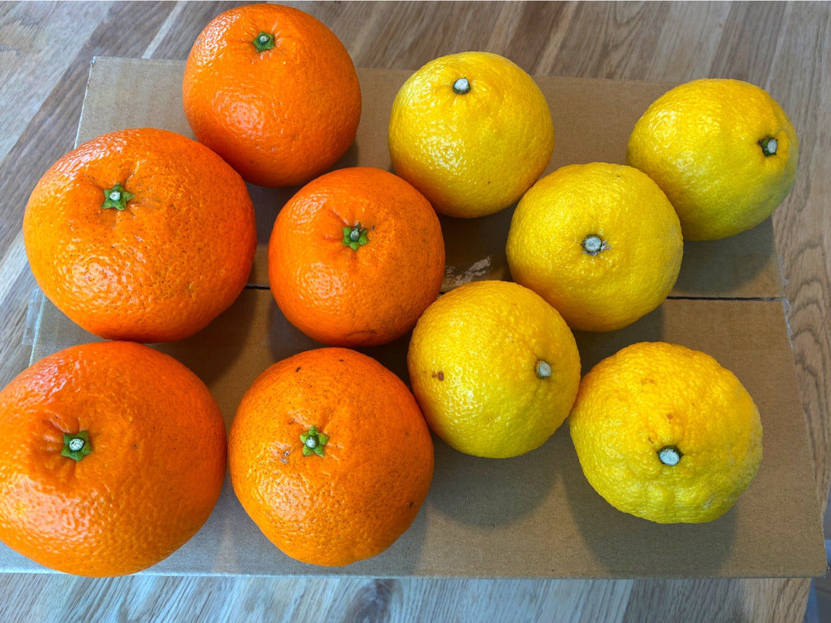 中島のせとかとはるか