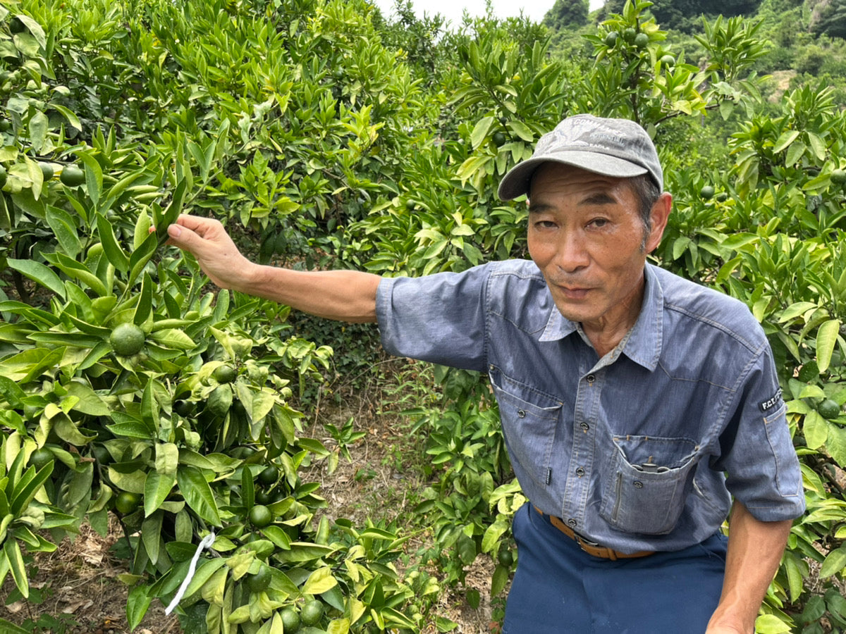 【訳あり】越智さんの早生みかん