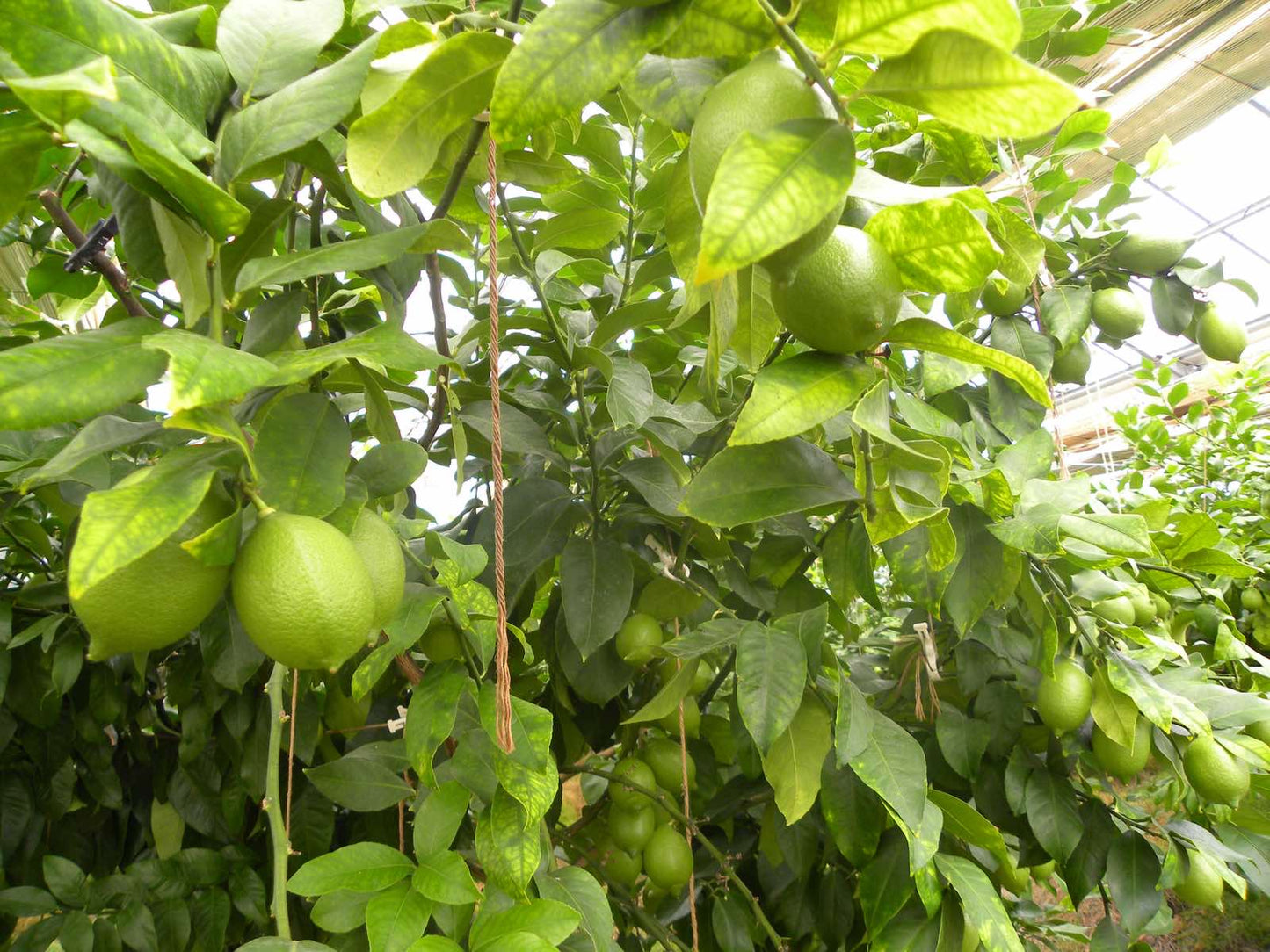 ハウスレモンとはちみつセット