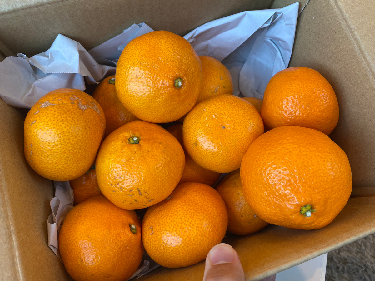 【小〜大玉3Lのバラサイズ】お得用みかん