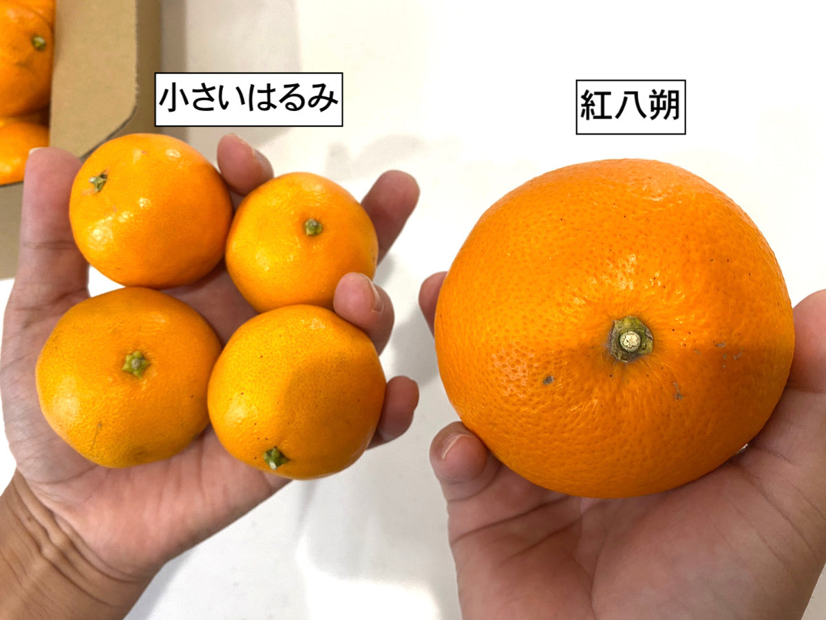 小さいはるみみかん(S以下)※2月下旬頃配送開始