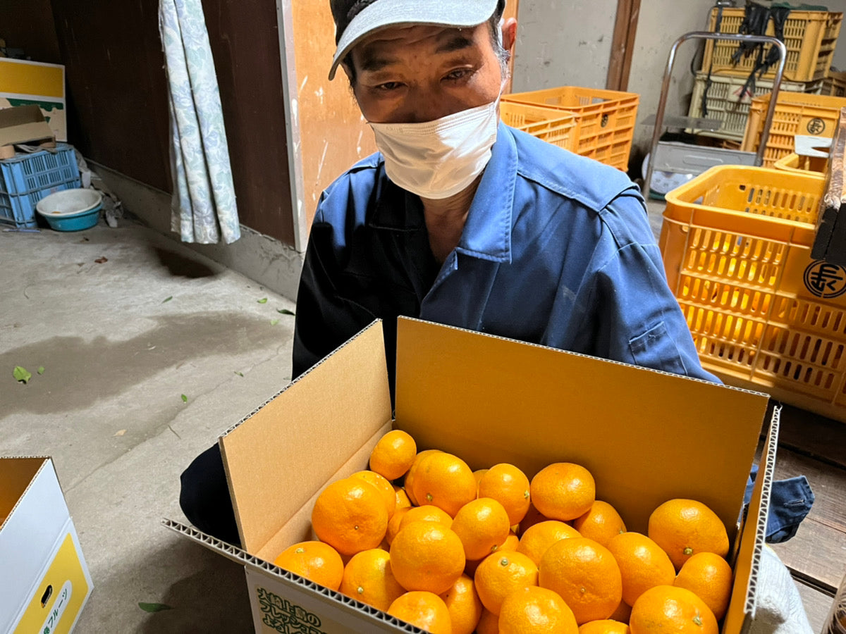 【訳あり】越智さんの早生みかん