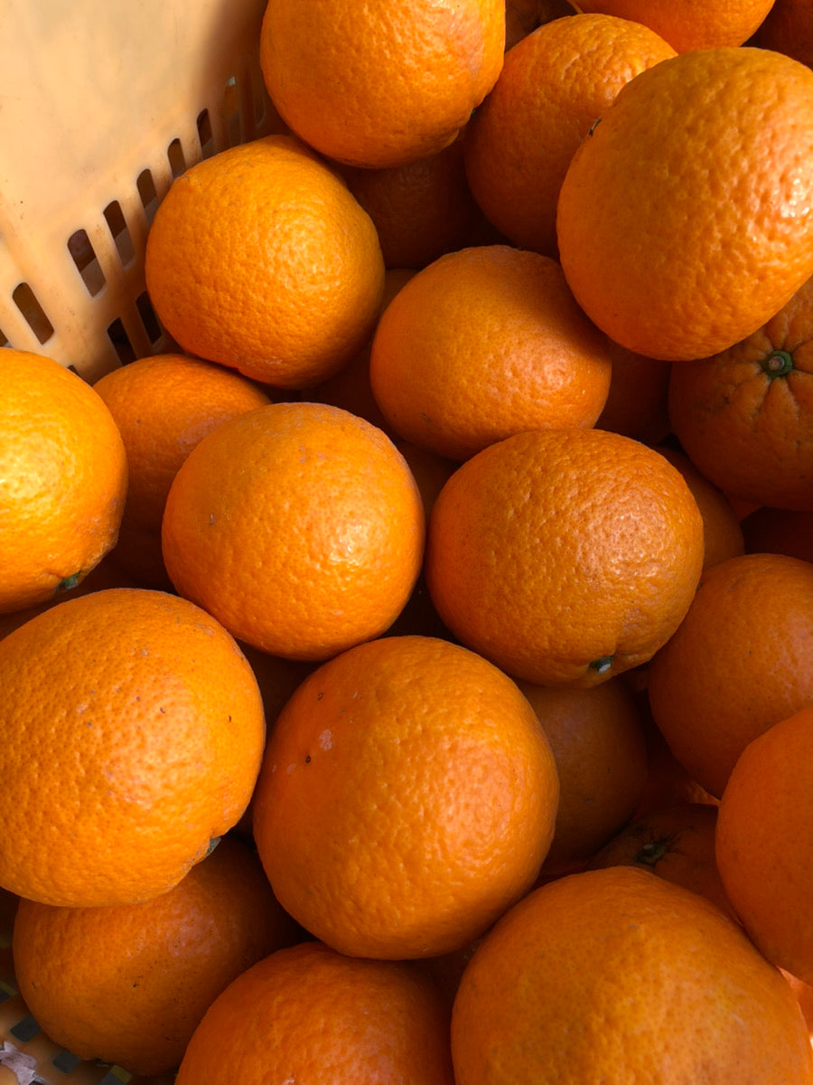 大崎上島の甘夏 ※4月中旬頃配送