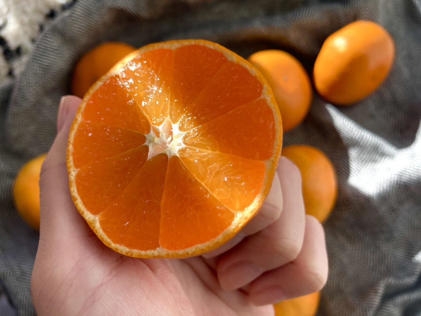 興居島みかん(L/2Lサイズ)【優・良】