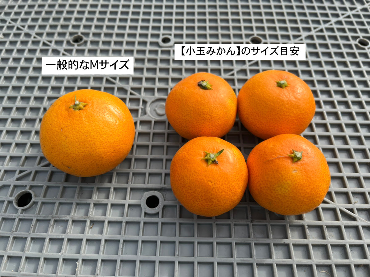 【小玉サイズ】大崎上島の石地みかん