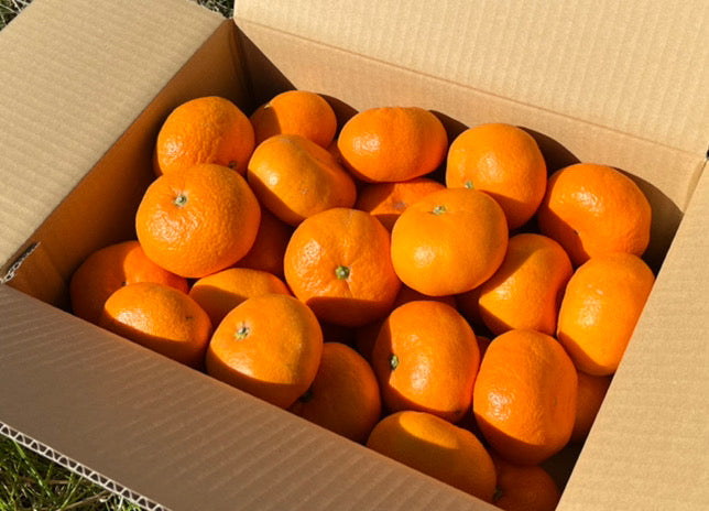 【訳あり】大崎上島の青島みかん