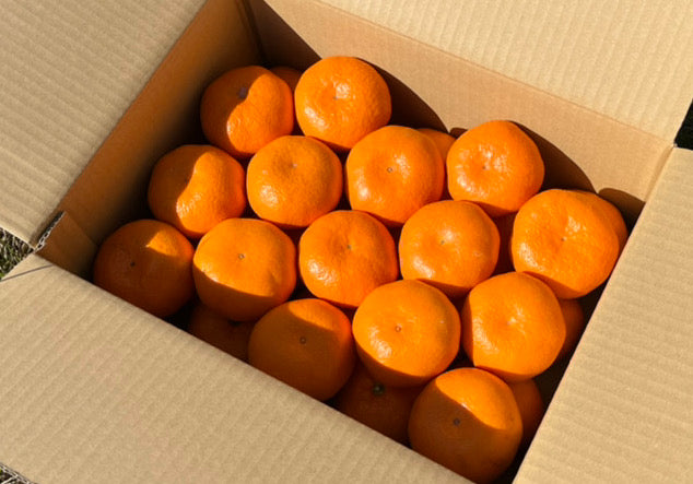 【贈答用】高糖度青島みかん※1月下旬〜2月上旬頃配送開始