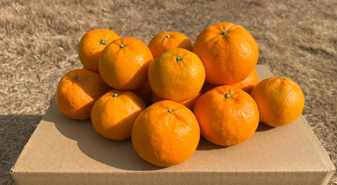 【訳あり】大崎上島のはれひめ