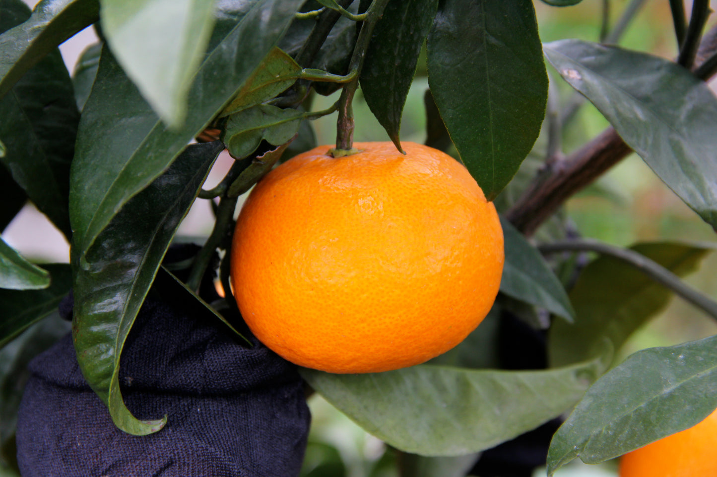 【ラストセール・冷蔵便】訳ありカラマンダリン(愛媛県中島産)