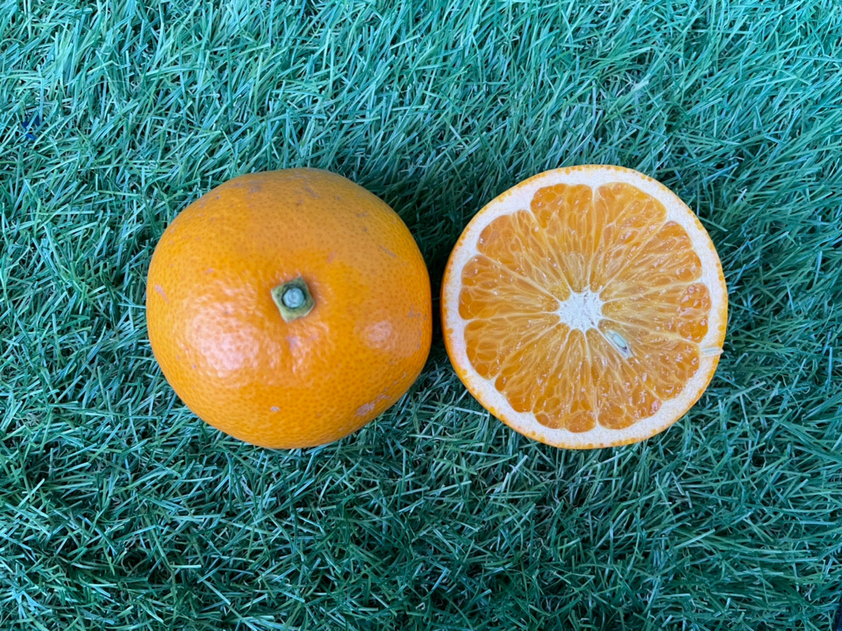 【小玉サイズ】大崎上島の紅八朔