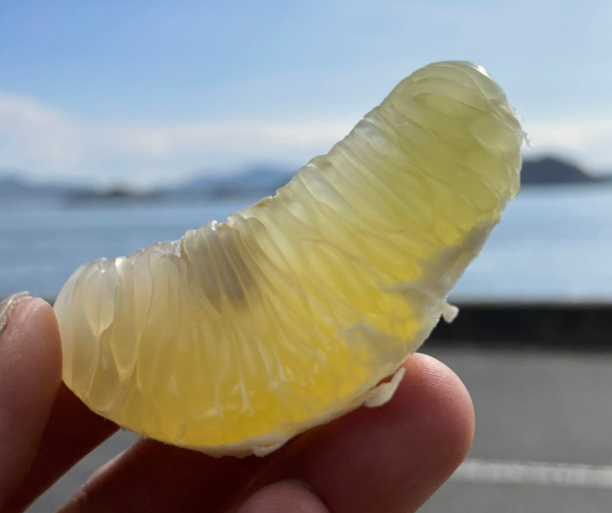 大崎上島のゴールデン文旦(大橘)※3月中旬〜下旬頃から配送開始予定