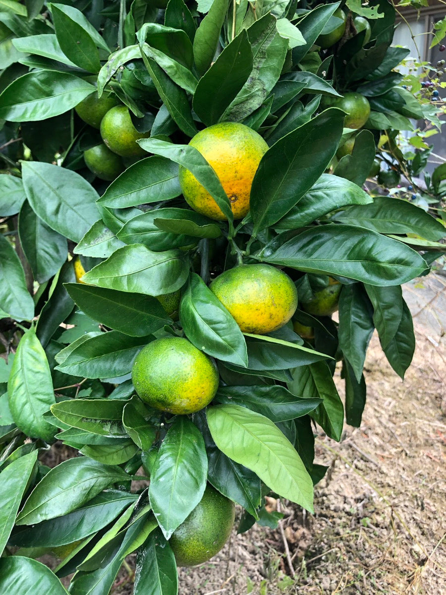【訳あり】越智さんの早生みかん