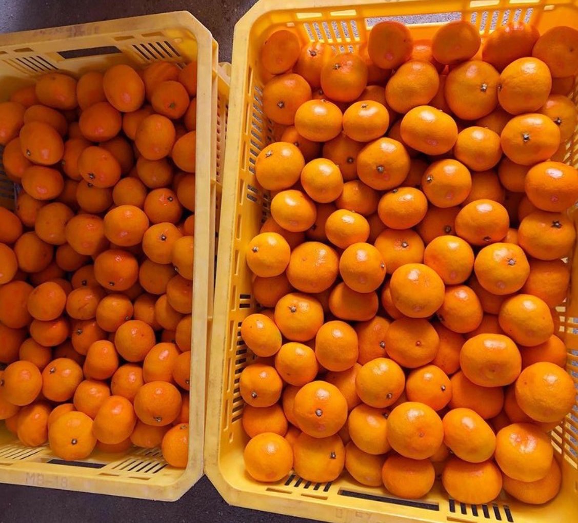 大崎上島の小さいみかん【S〜3S】