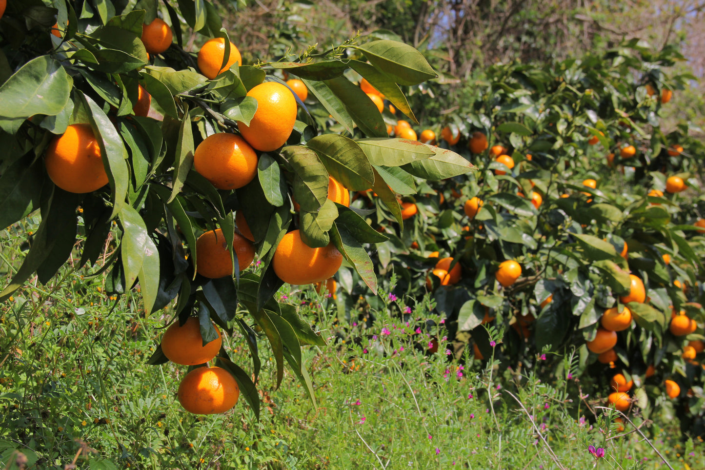 【ラストセール・冷蔵便】訳ありカラマンダリン(愛媛県中島産)