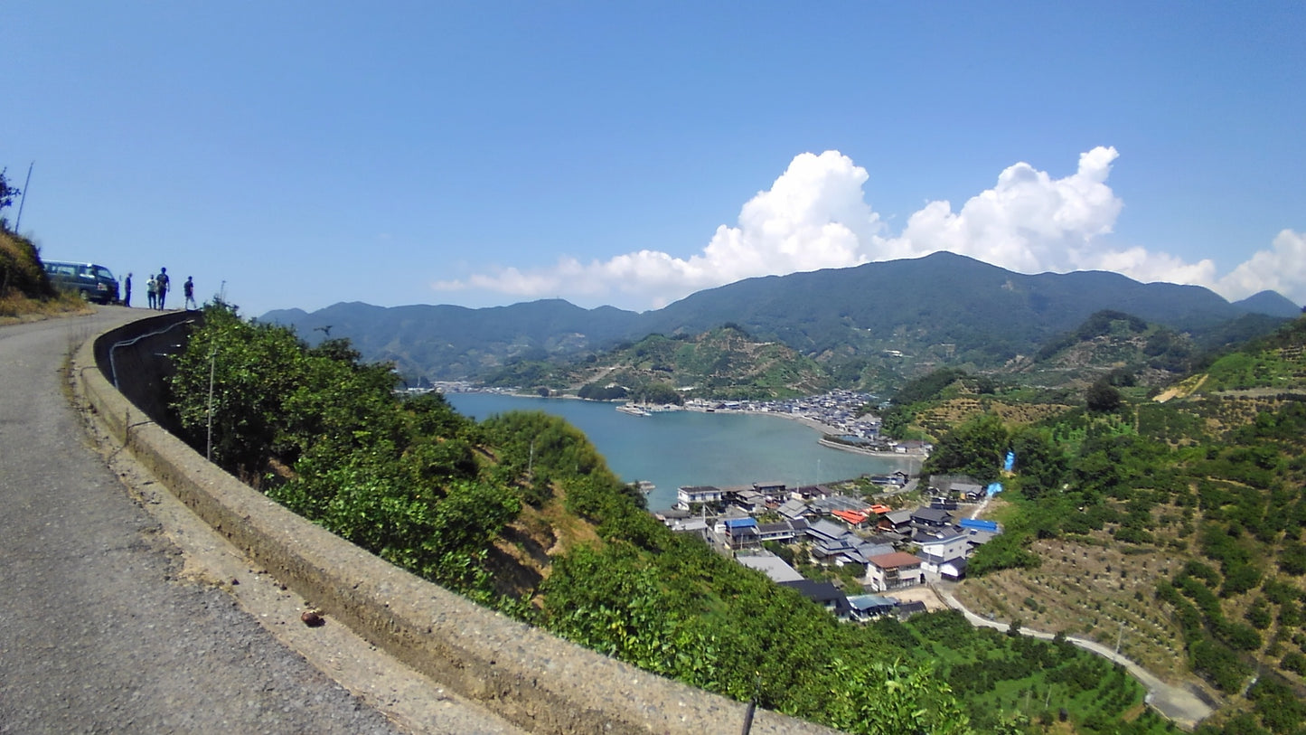 【訳ありB級品】玉津極早生みかん(日南1号)