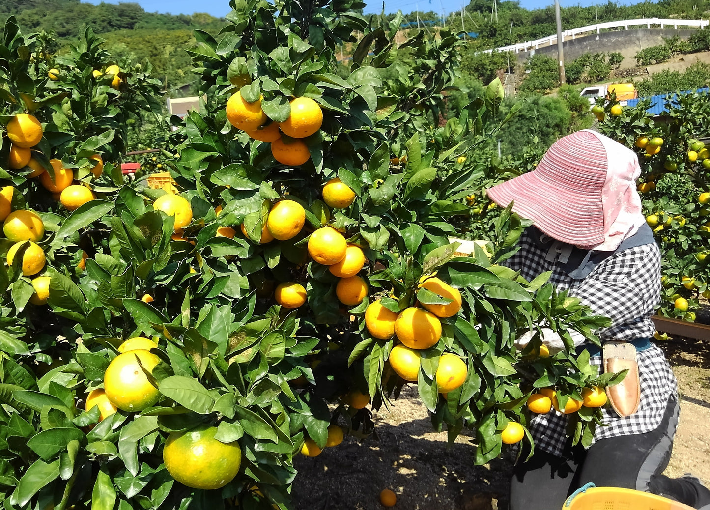 興居島みかん(L/2Lサイズ)【優・良】