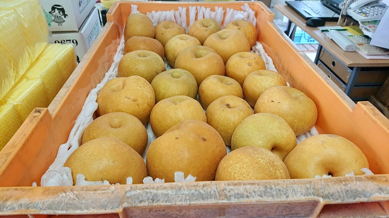 【訳あり】雹害の中生き残った梨「幸水」