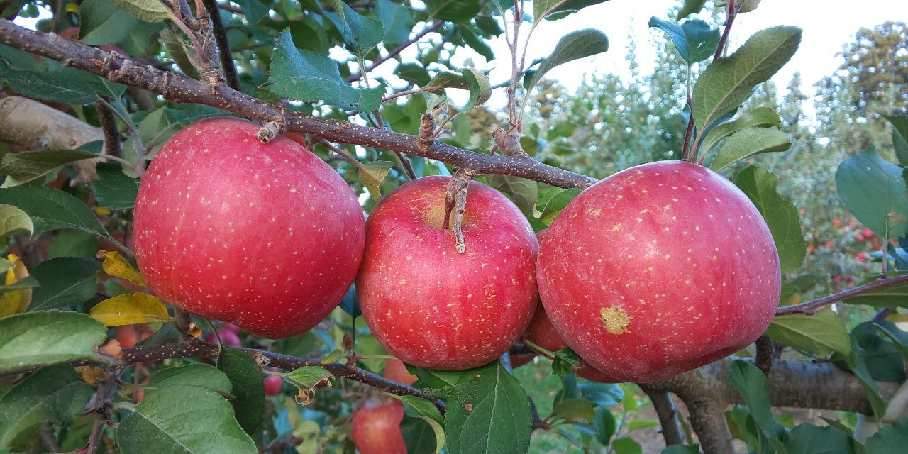 サンふじ&青林(りんご)セット【雹害訳あり】