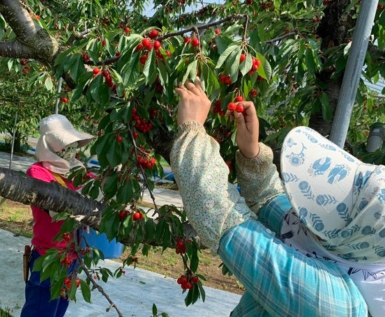 さくら姫(福島県産さくらんぼ)