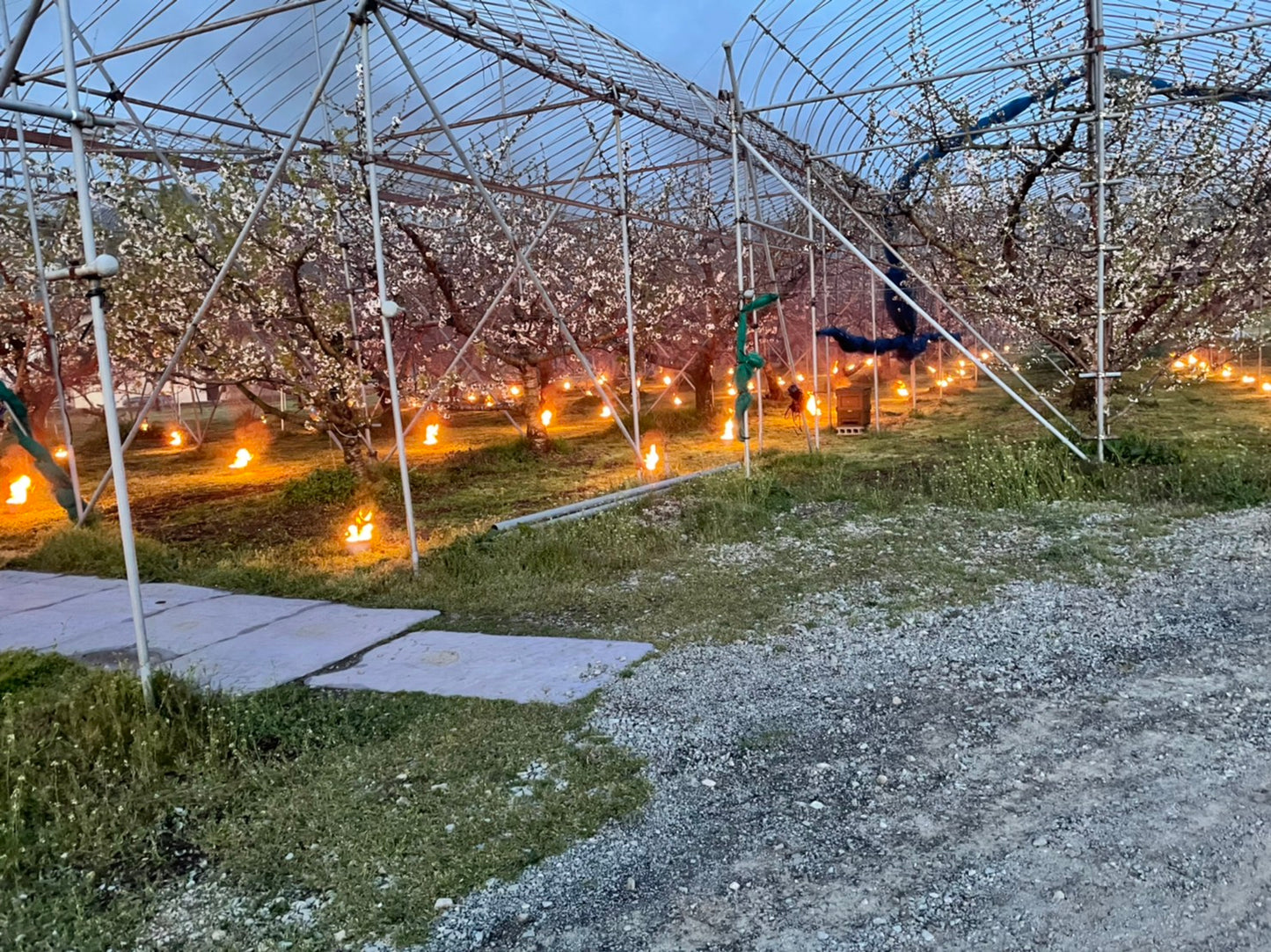 せいちゃんの高砂(たかさご)(さくらんぼ)