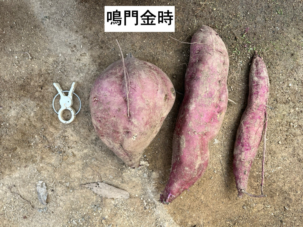 【ご家庭用】大崎上島の紅はるか&鳴門金時セット