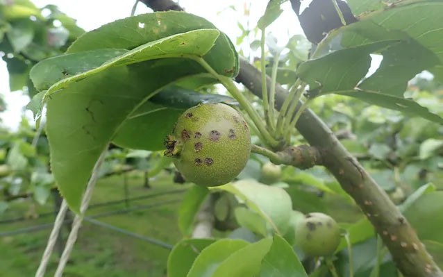 【訳あり】雹害の中生き残った梨「幸水」