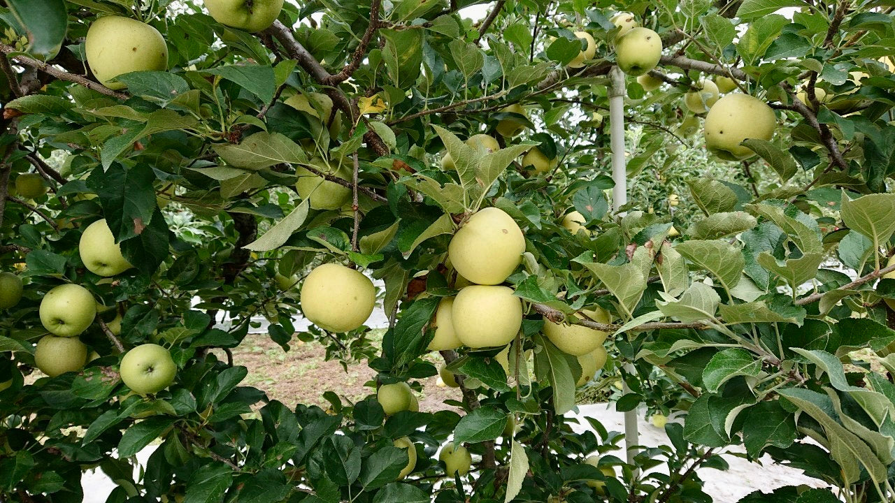 シナノゴールド(りんご)【雹害訳あり】