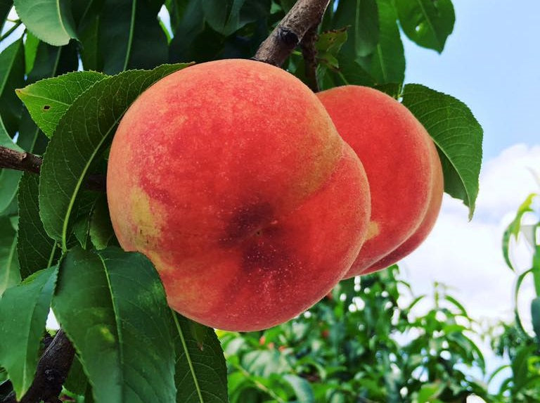 夏の陽【福島県産の桃】