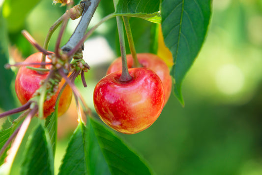 せいちゃんの百姓魂で作るナポレオン(さくらんぼ)